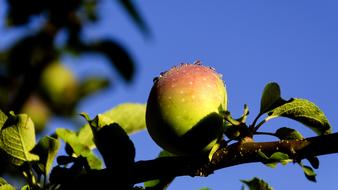 Apple Nature blue sky