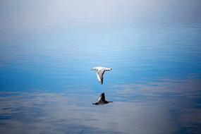 Beautiful seagull, flying above the sea, with the reflection, under the blue sky with clouds