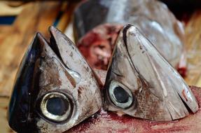Fish heads