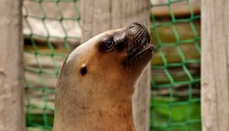 seal head near the fence in the zoo