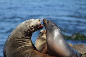 family of sea lions on the coast