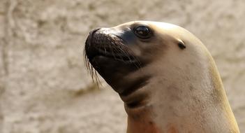 Sea Lion head close up