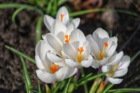 Nature Flower Plant white