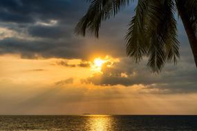 Sunset Tropical Palm sea sun