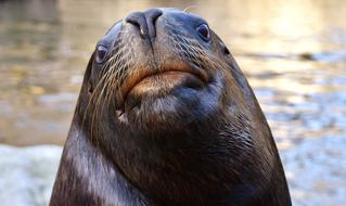 portrait of Seal Sea Lion Swim