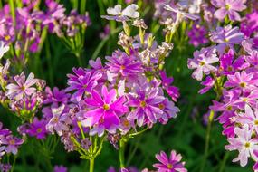 Flower Keto Evening purple