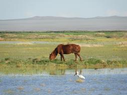 brown horse in the pasture near the water on a sunny day
