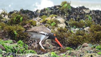 exotic bird Beach