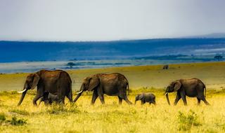 Beautiful and cute elephants, walking on the beautiful and colorful fields in Africa