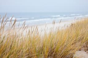 Dunes Sea Baltic dry grass