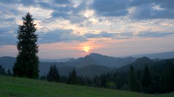 coniferous forest on a hill in Poland