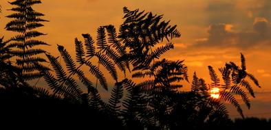 Green fern plants at beautiful and colorful sunrise on background