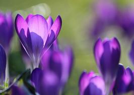 Crocus Flowers violet sun