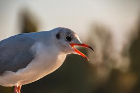 Seagull Hamburg