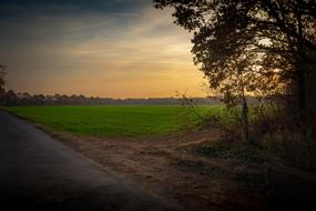 Autumn Trees at Sunset