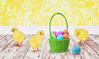 Beautiful and cute, yellow chicks and green basket with colorful Easter eggs, near the beautiful, yellow and white, patterned wall