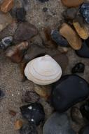 Clam on Beach Sand