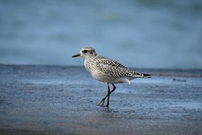 Wild Animal Sea Bird