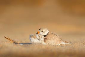 Birds Chick