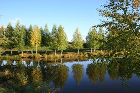 Nature Landscape of Autumn Birch trees