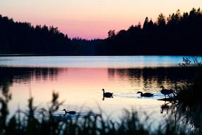 Sunset Pink Lake bird