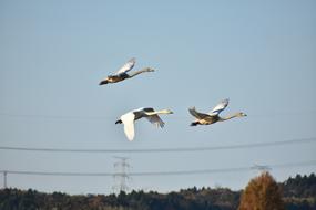 birds Sky Morning