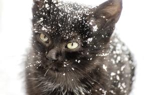 black Kitten at Snow