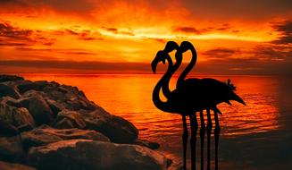 flamingo dusk sunset