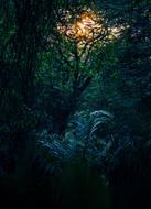 Abstract Background Branch trees