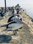 Beautiful and cute, white and black pelicans on the boat ramp, among the water