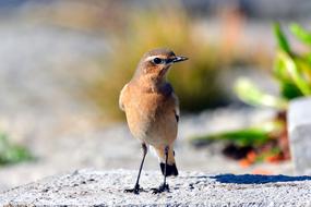 Songbird close-up on blurred background