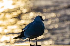 seagull on the coast on a blurred background