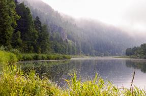green forest on the shore of a lake in russia