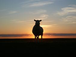 Sheep Dike at Sunset