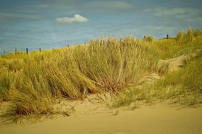 sand Dunes Beach Nature