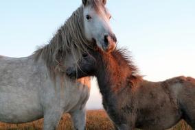 Wild Horses love