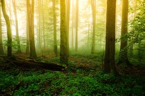 Wood Nature Fog green sun