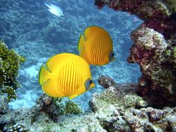 Beautiful and colorful fish, diving underwater, among the reef, in Egypt