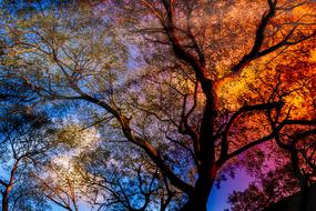 Tree at Sunbeam Rays