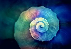 Beautiful and colorful, spiral shell on clipart