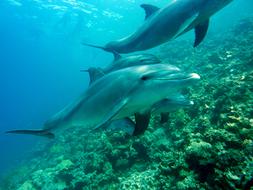 Dolphins as a Marine Mammals