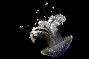 Jellyfish Aquarium Ocean black background