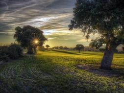 Tree Field Landscape