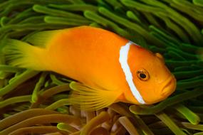 colorful fish in the underwater world of the maldives close up