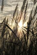 Seed Sunset