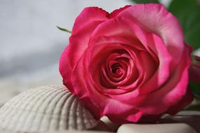 Shell and Rose close-up on blurred background