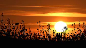 Silhouettes of the grass, at colorful and beautiful sunset in the clouds, in the evening