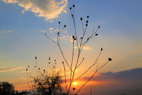 Evening Sky and branch
