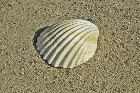 white Seashell on grey sand