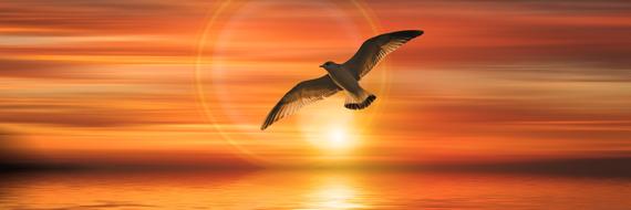 Banner red sun Gull